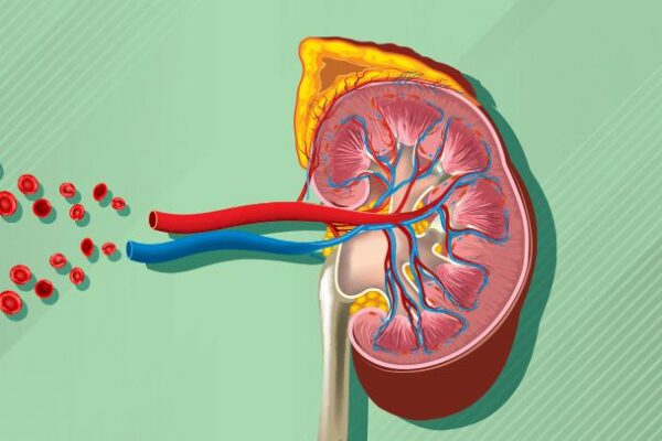 Eight (8) Amazing Ways to Keep Your Kidneys Healthy